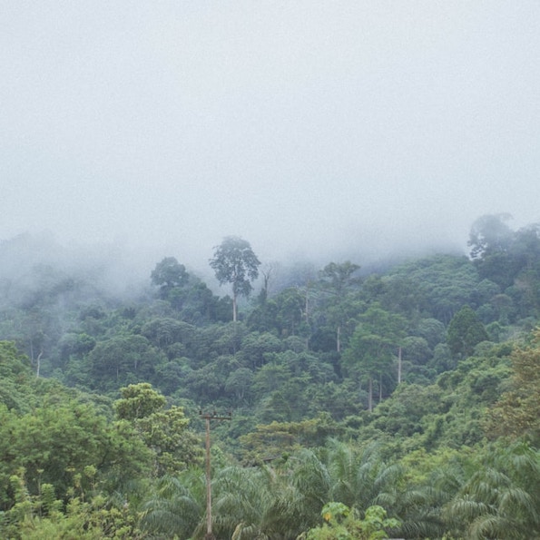 Ruta Pantera Travel Image